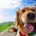 Voyager en voiture avec un chien