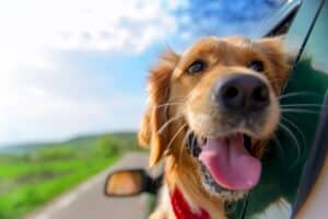 Voyager en voiture avec un chien