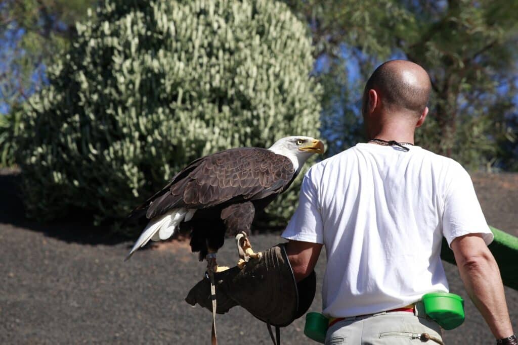 spectacle rapace au Rancho Texas Park