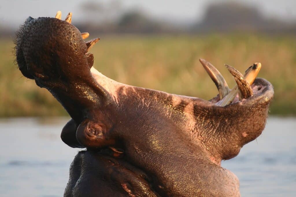 Hippopotame dangereux