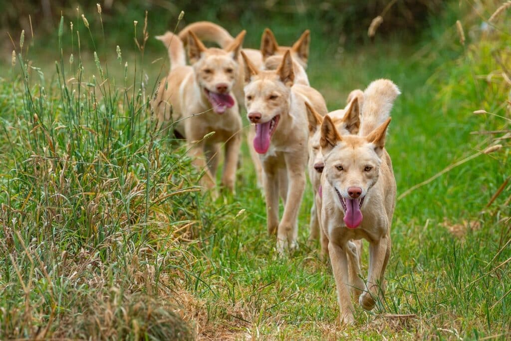 dingo chien sauvage