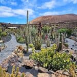 jardin de cactus à lanzarote