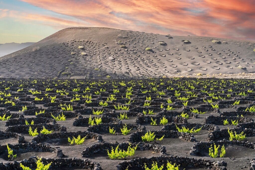 vignoble de La Geria à Lanzarote