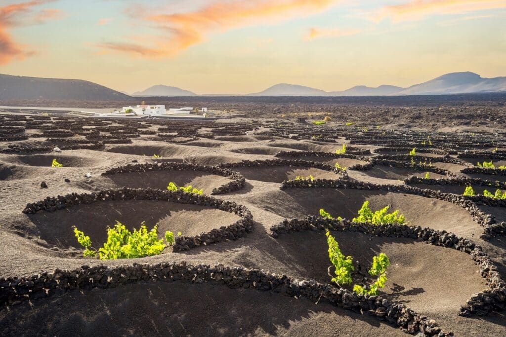 vignoble de La Geria à Lanzarote