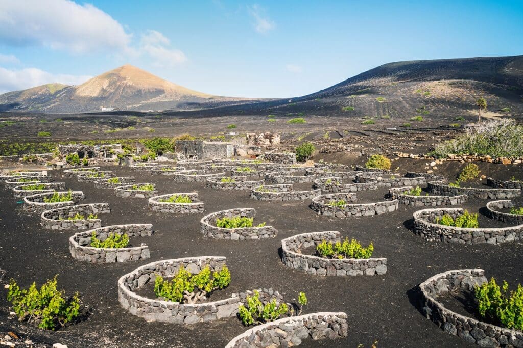 vignoble de La Geria à Lanzarote