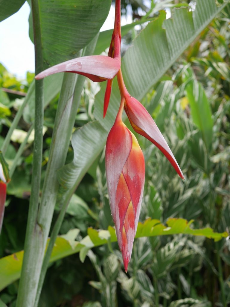 jardin botanique deshaies fleur