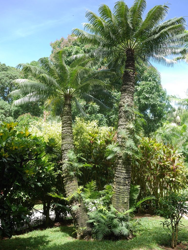 jardin botanique de deshaies