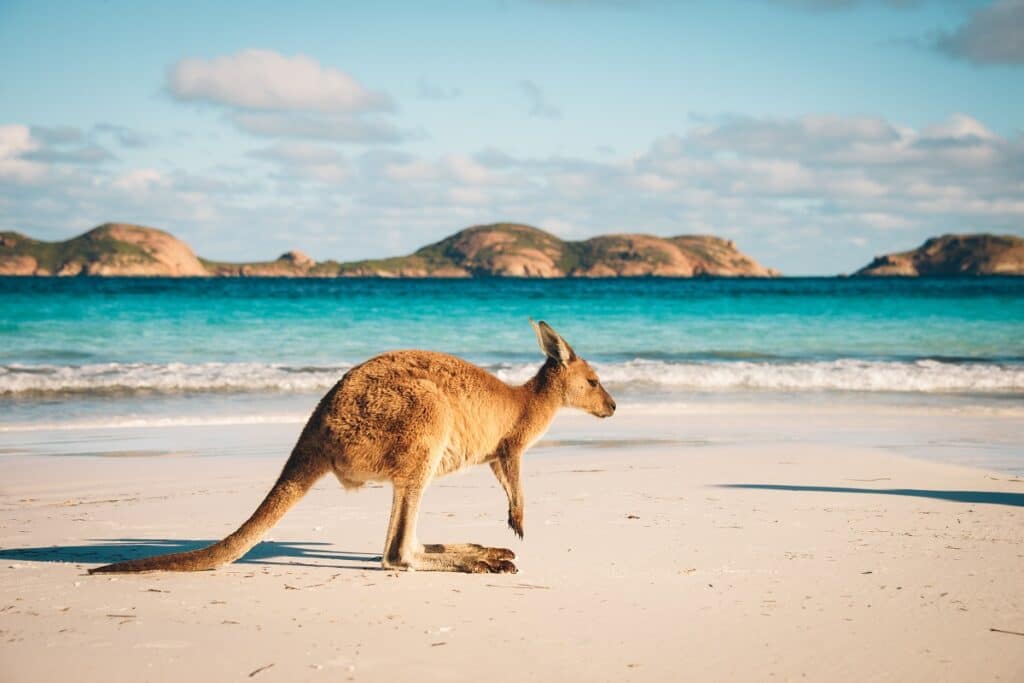 kangourou en australie