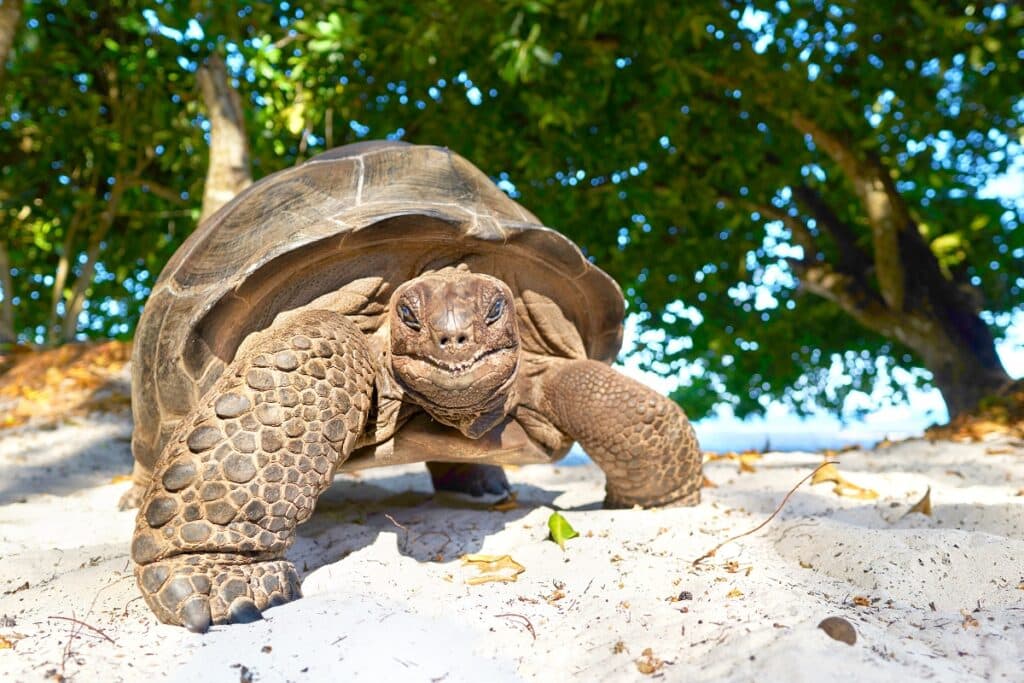 tortue aux Seychelles