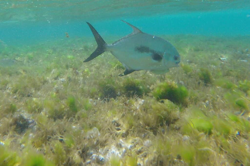 snorkeling à petite terre en guadeloupe