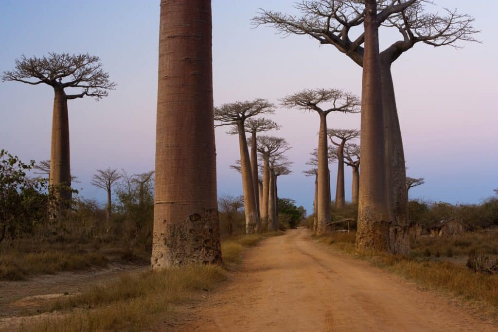voyage madagascar rencontre des baobabs