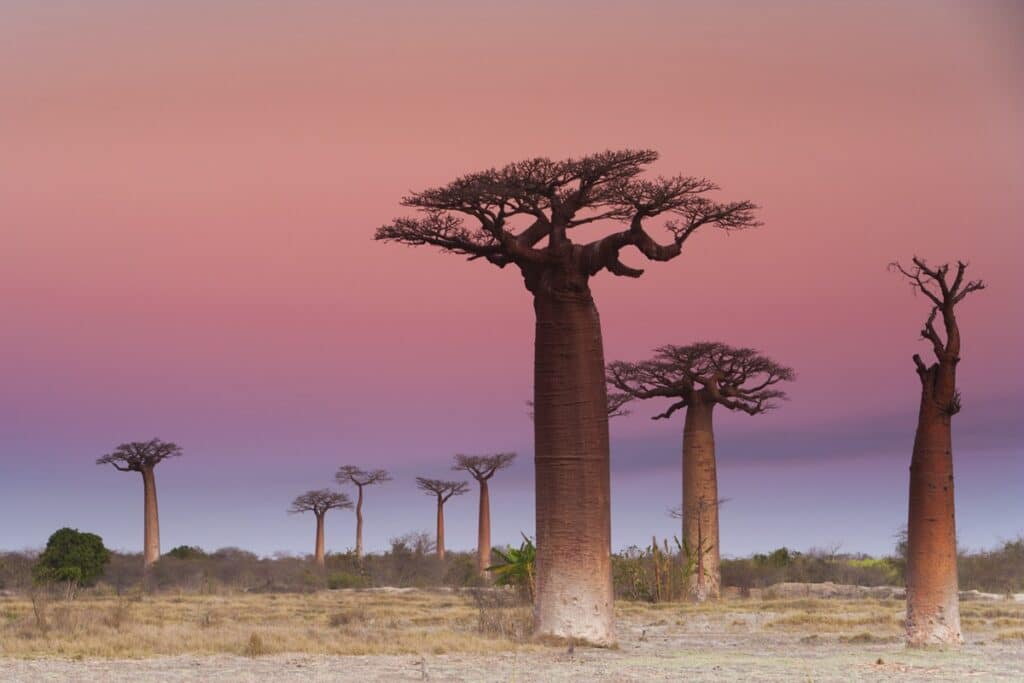 Madagascar coucher de soleil et baobabs