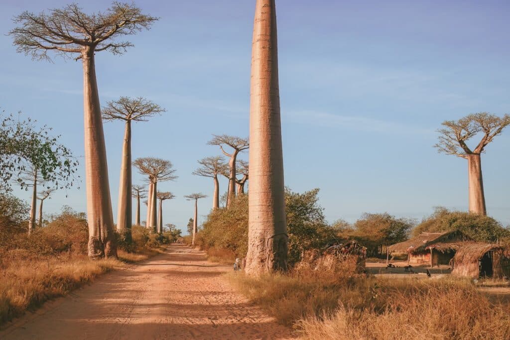 Morondava allée des baobabs
