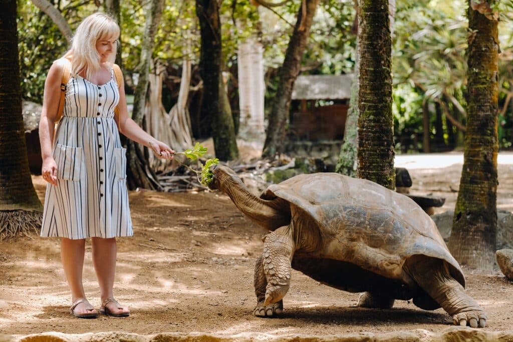 tortue géant île Maurice