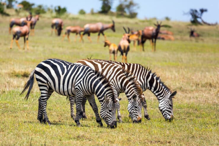 zèbre à amboseli