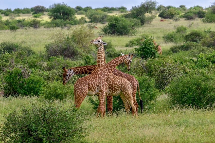 girafes à amboseli