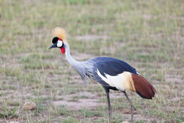 grue royale ambolesi