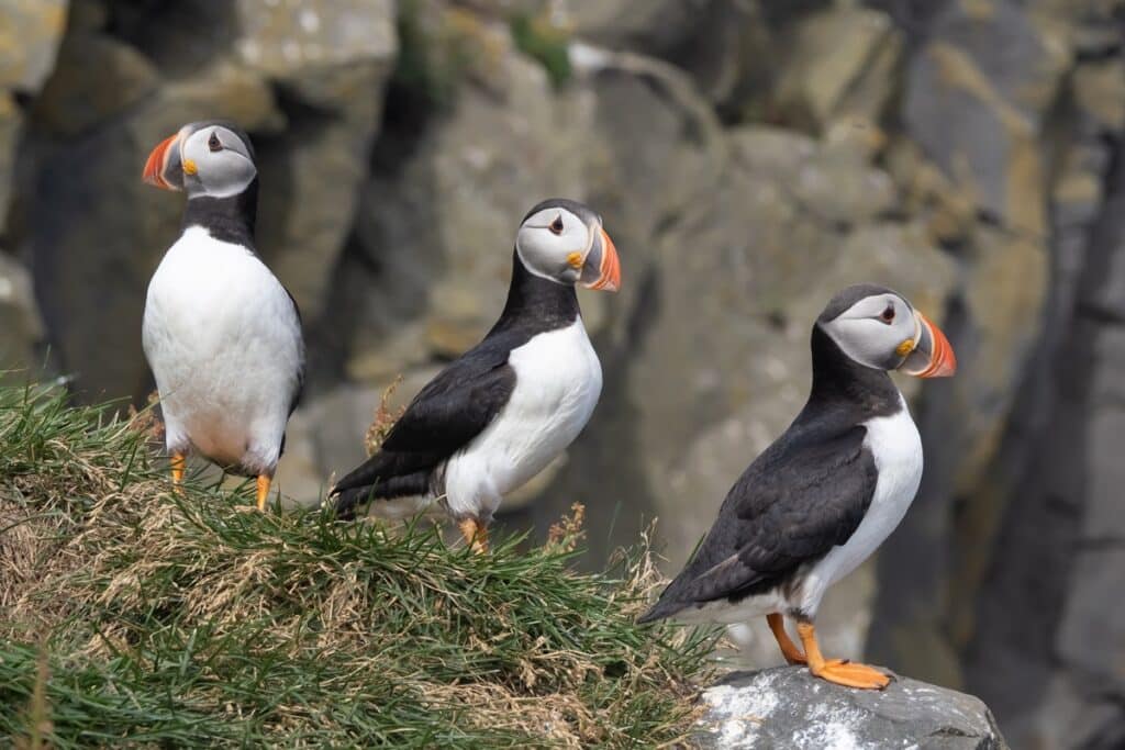 puffins