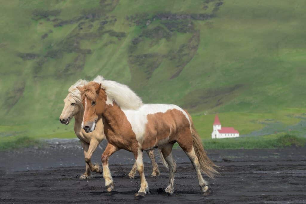 Chevaux islandais