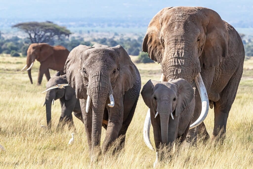 éléphants à amboseli