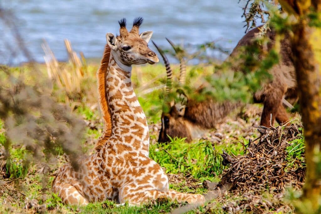 girafe au lac naivasha