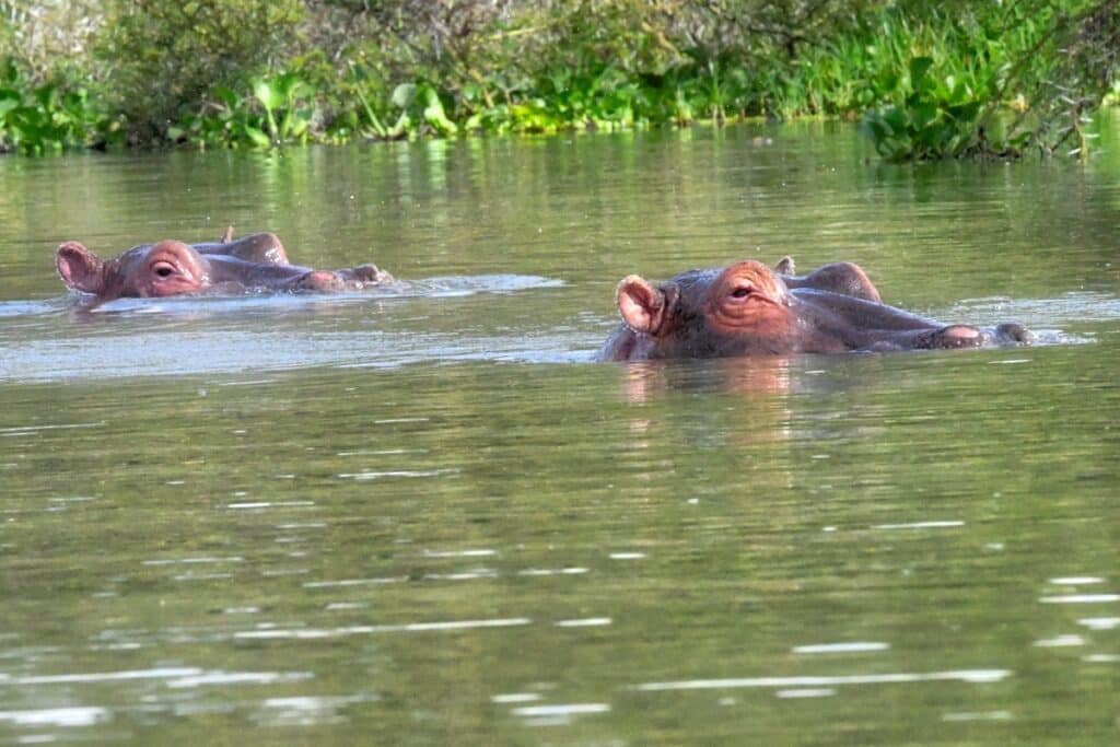 lac Naivasha hippopotame