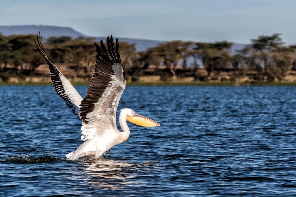 pélican au lac Naivasha