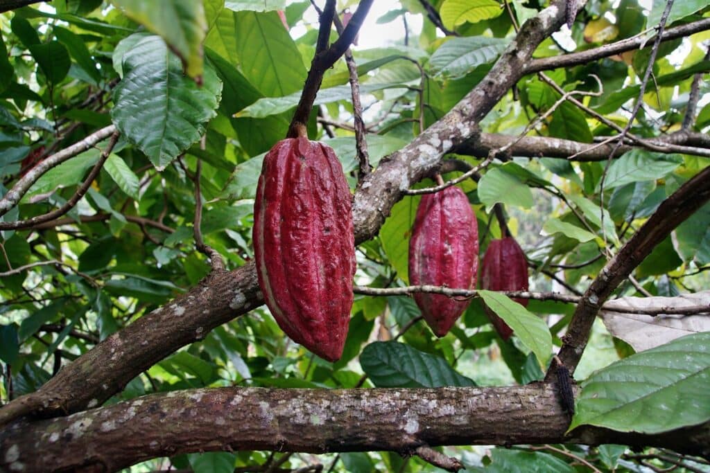 plantation de cacao
