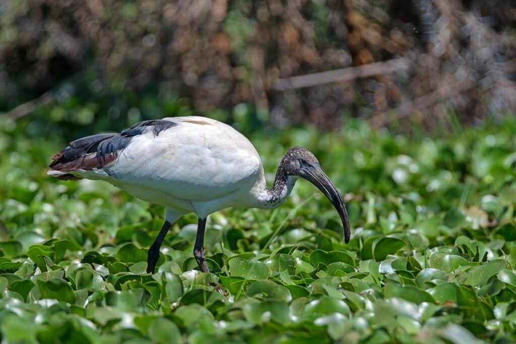 ibis sacré au lac naivasha