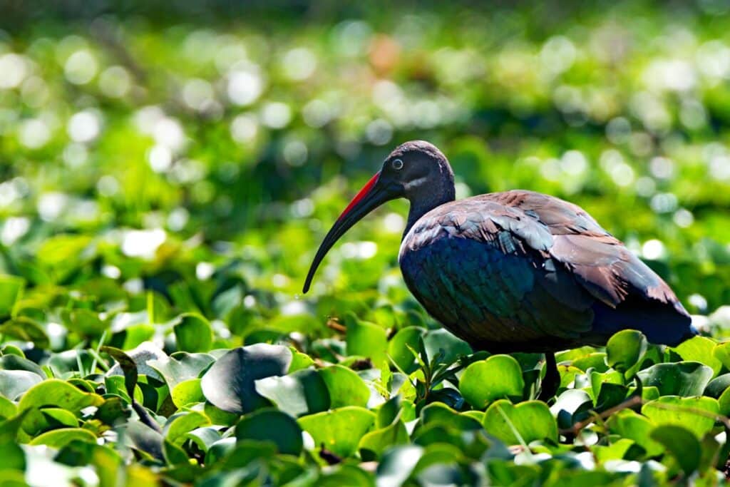 ibis hagedash au lac naivasha