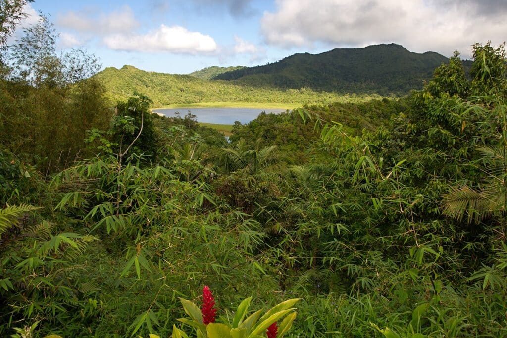 Le parc national de Grand-Étang à Grenade