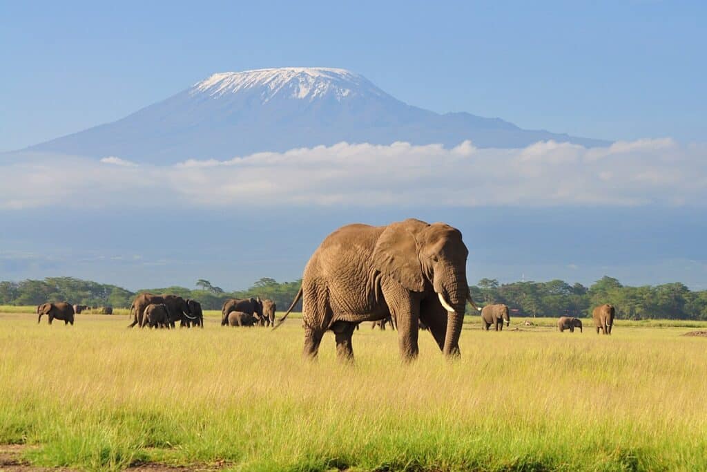 parc national d'Amboseli