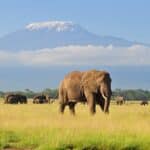 parc national d'Amboseli