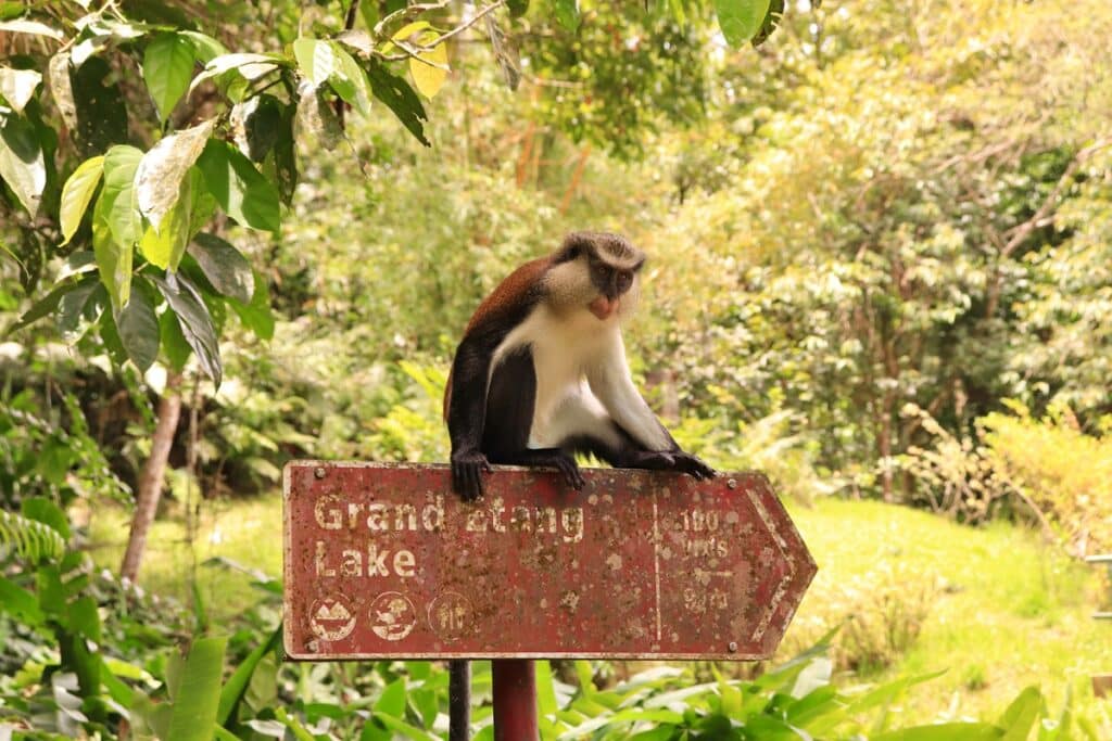 singe mona au parc national de Grand-Étang