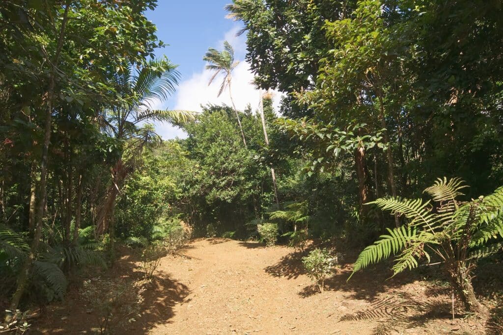 randonnée au parc national de Grand-Étang