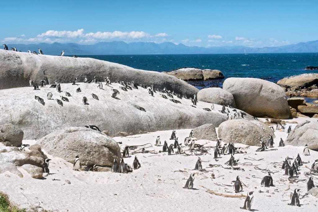 Boulders Beach