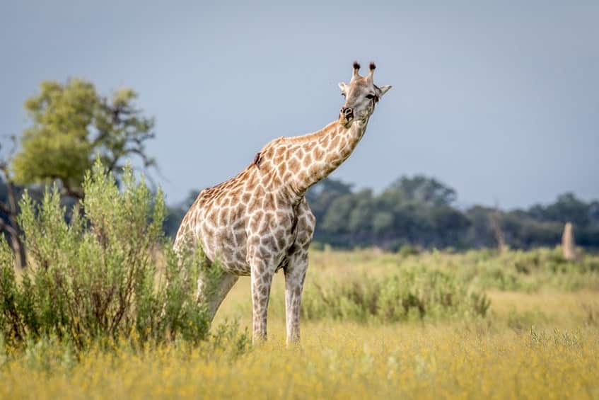 delta de l'okavango girafe