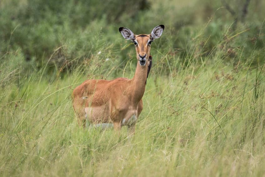 delta de l'okavango impala