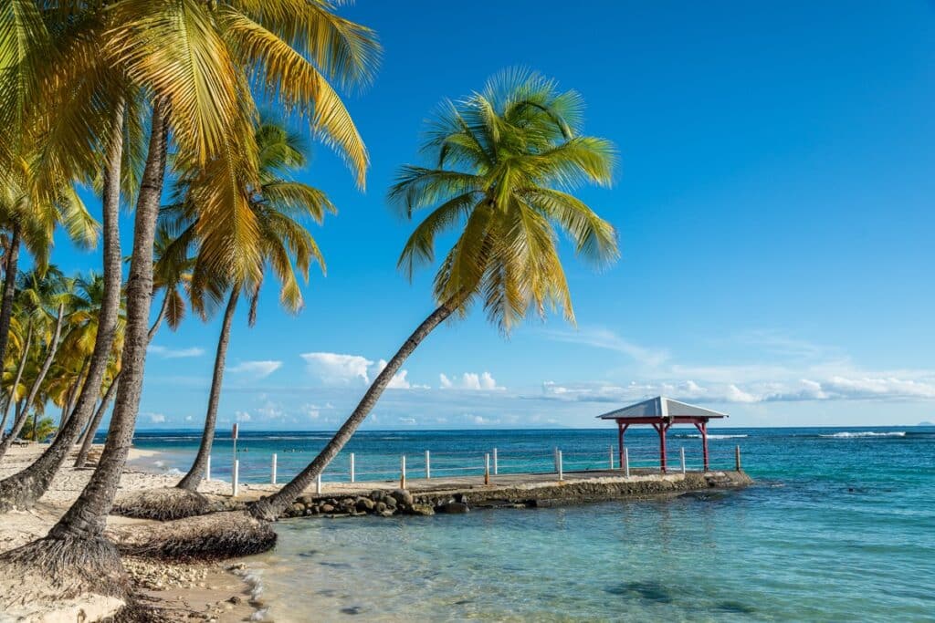 palmiers sur la plage de la Caravelle