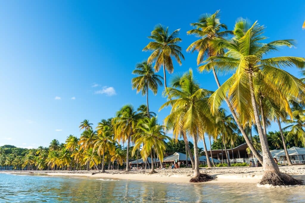 palmiers sur la plage de la Caravelle