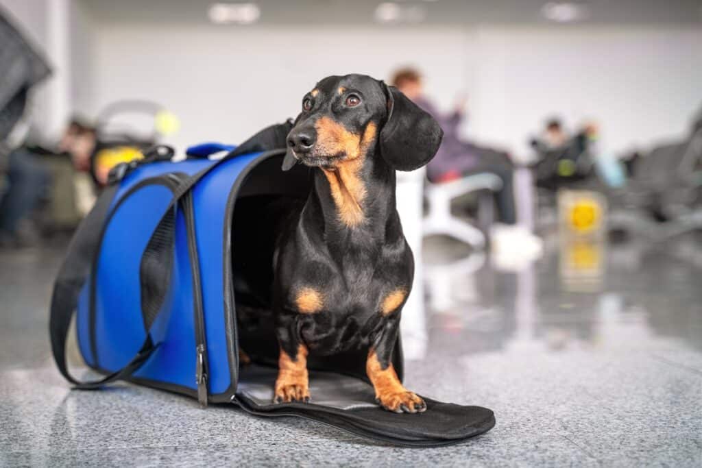 chien caisse de transport aéroport