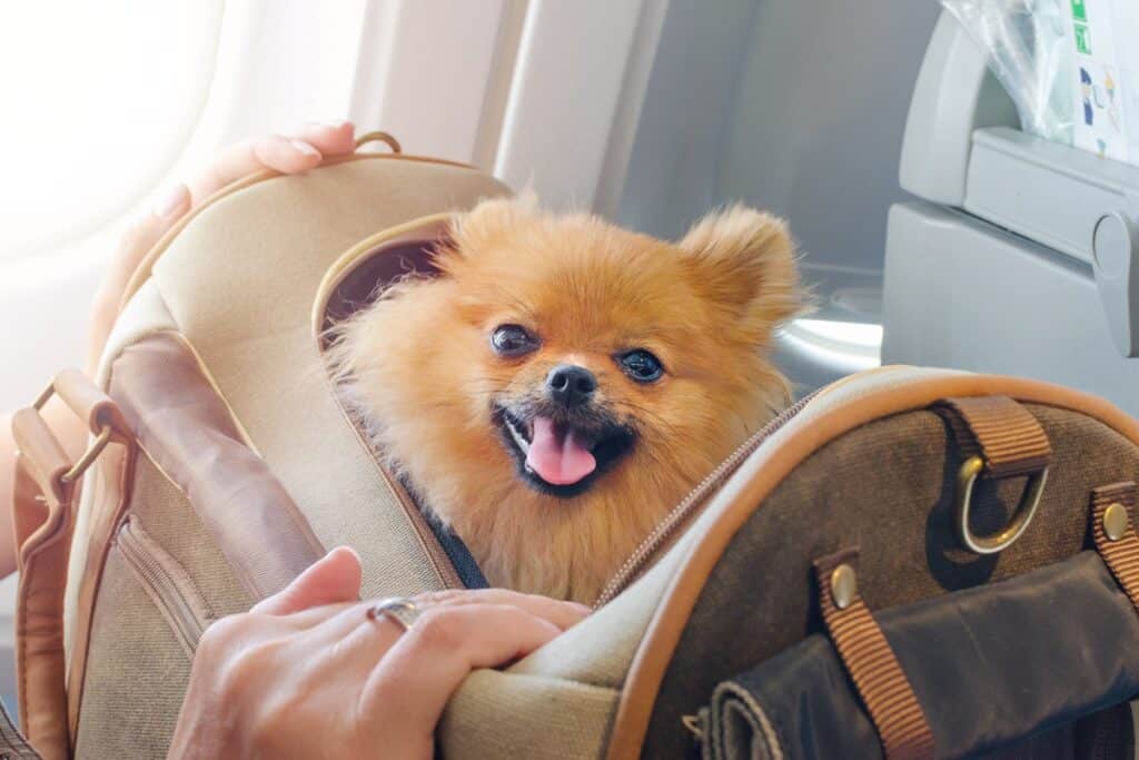 Voyager en avion avec un animal de compagnie