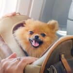 Voyager en avion avec un animal de compagnie