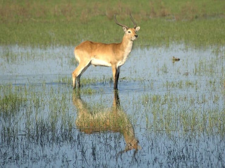 cobe de Lechwe