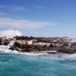 Duiker Island ile aux phoques