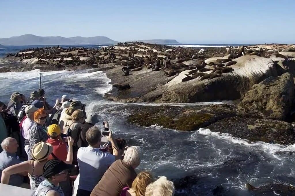 Duiker Island bateau phoques