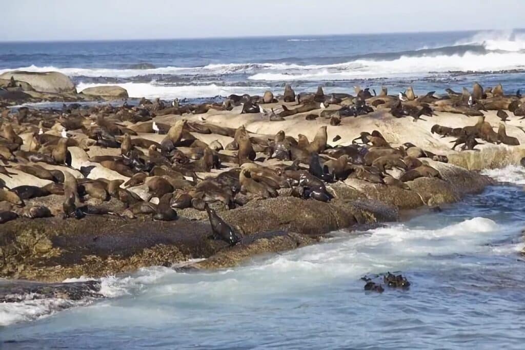 Duiker Island