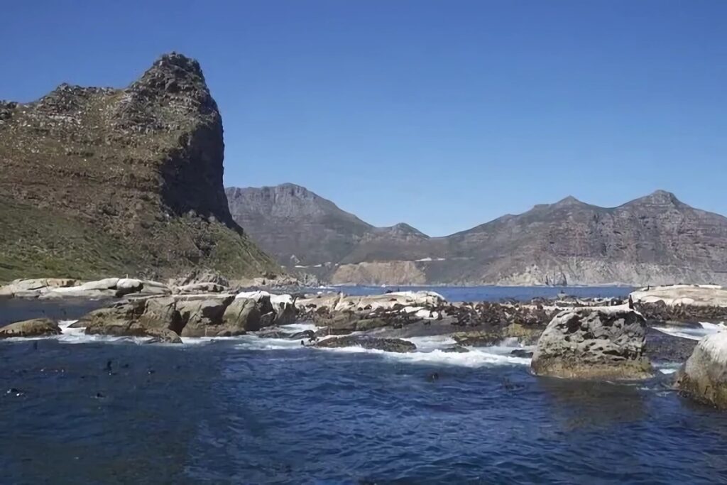 phoques à Duiker Island