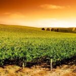 La route du vin dans le Comté du Prince-Édouard au Canada