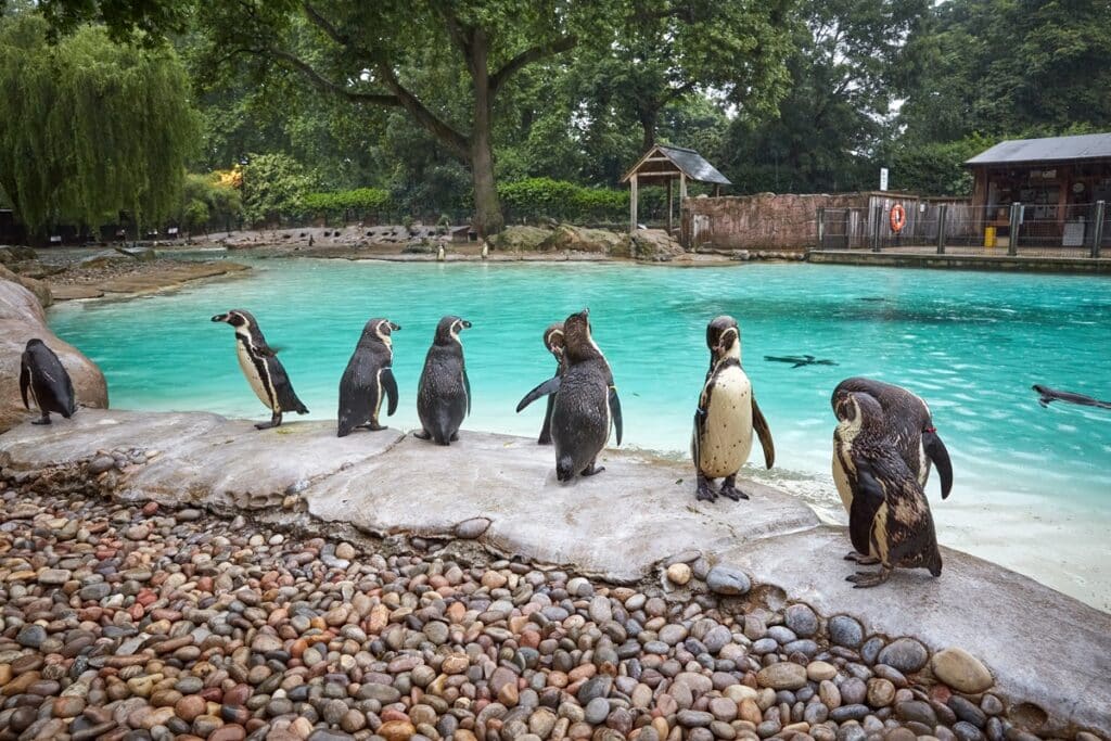 zoo de Londres